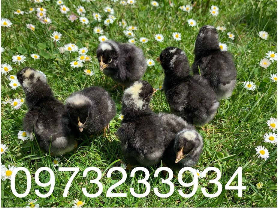 Інкубаційне яйце Амроксів