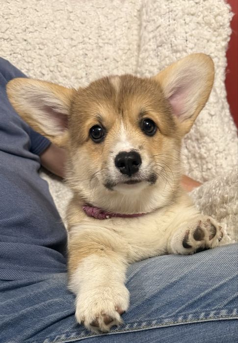 Sprzedam Corgi Pembroke FCi ZKwP