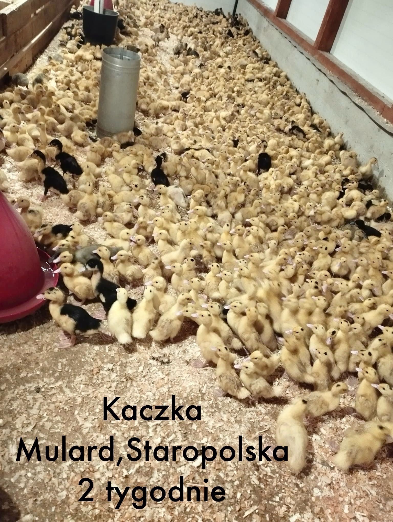 Kaczka Mulard, kaczki 1-3 tygodni mięsne ! Pekin, Staropolska, Mulardy