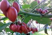 Fruto- Tamarilhos KG
