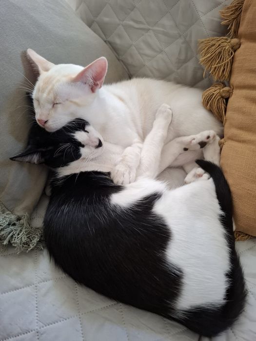 Gatos 6 meses - para adoção responsavel