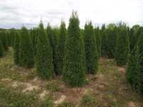 Tuja brabant, szmaragd 160-170cm, do 250cm, PRODUCENT , sadzimy