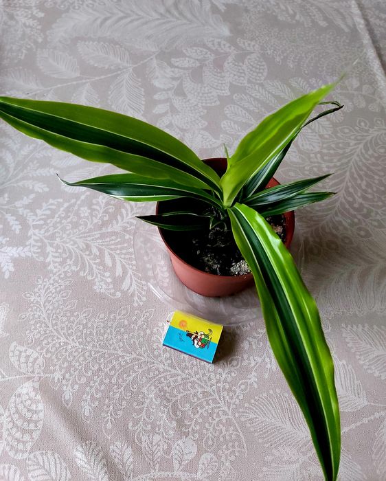 Драцена Лемон Лайм