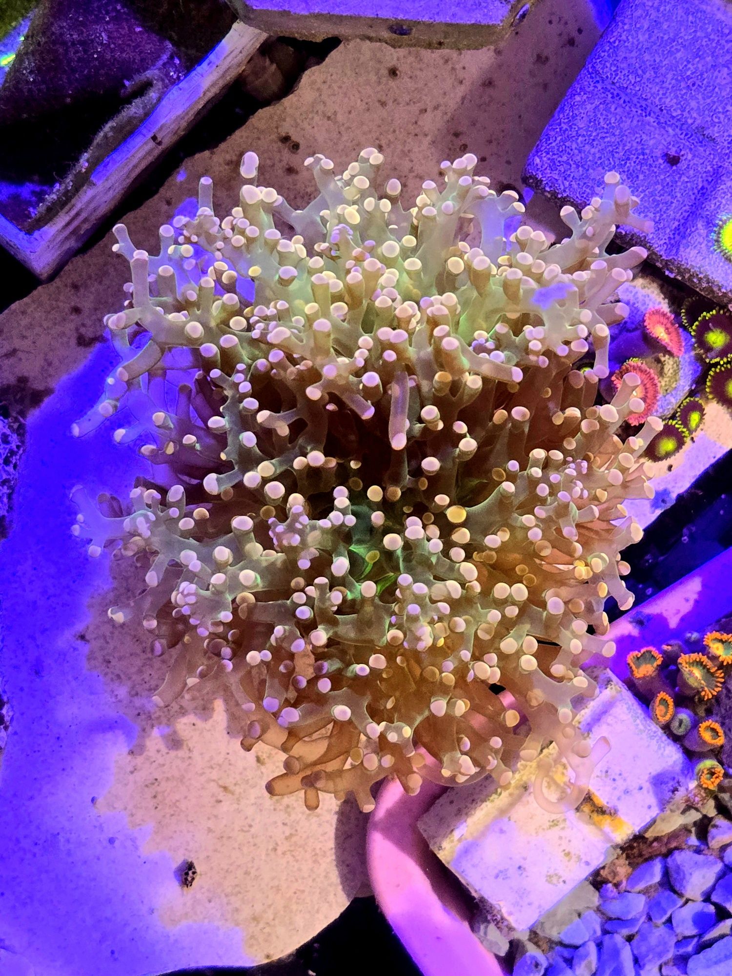 Euphyllia Yamamensis Pink Tip Fluo Srodek Sliczna odmiana