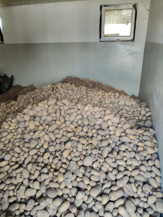 Sprzedam ziemniaki odmiana CataniA Ricardo Michalina