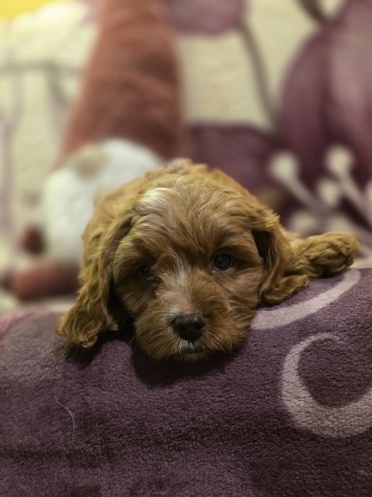 Cavapoo f1 piesek szczenię do odbioru z metryką