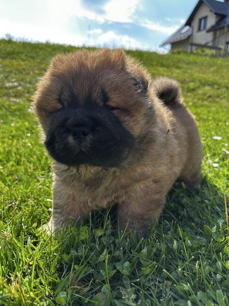 Chow Chow Piesek