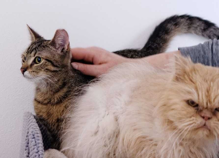 Lucynka szuka ciepłego domu po trudnym starcie – podaruj jej miłość