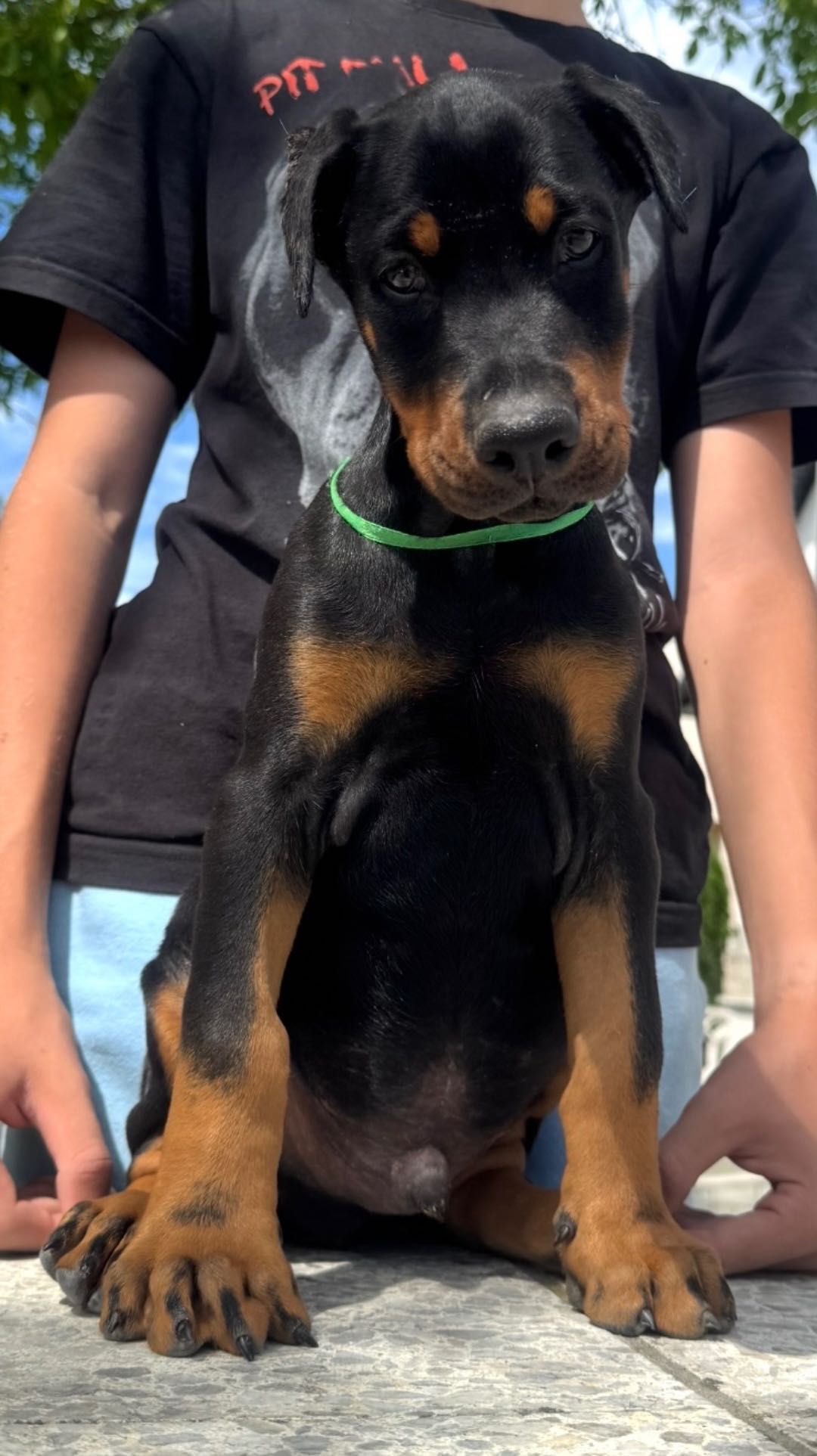 Doberman szczeniak do odbioru