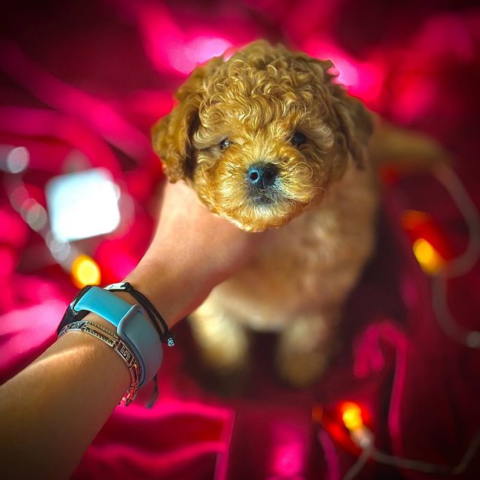 Мини мальтипу элитного разведения