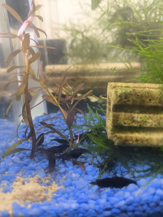 Neocaridina black sakura