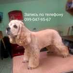 Стрижка и купание собак и котов мастер с 25 летним стажем