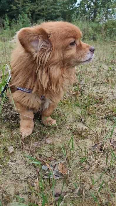 Kołtunek- długowłosy psiak do adopcji i pokochania
