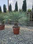 Yucca Rostrata – palma mrozoodporna , juka