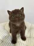 Macho   British Shorthair Chocolate com LOP