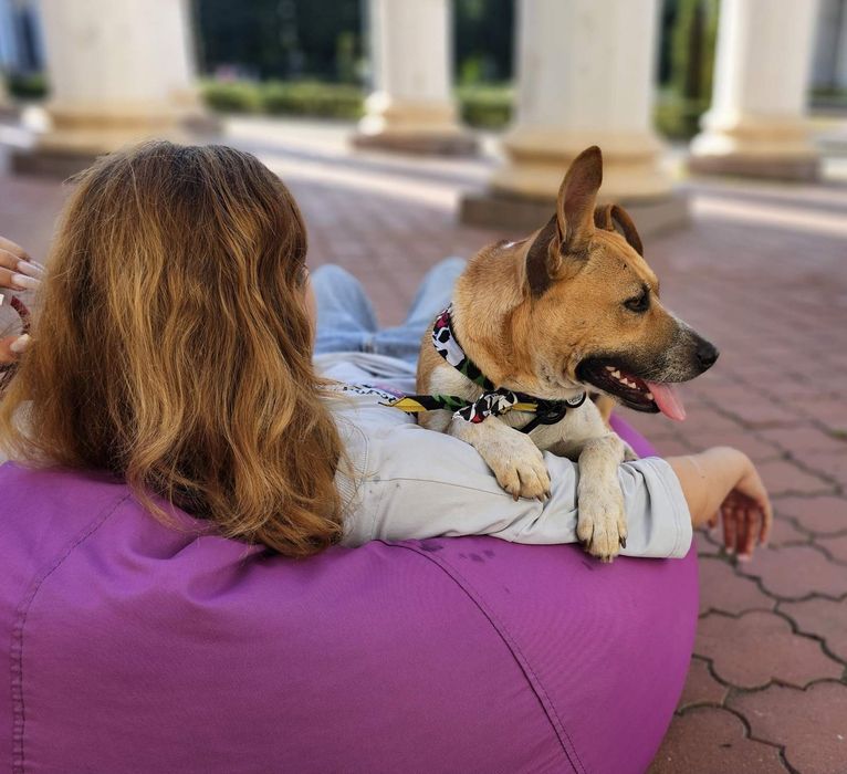 Собачка в добрі ручки!