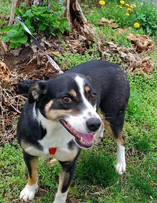 SZONI urocza sunia, akceptuje KOTY uratowana w Bułgarii.