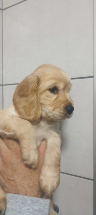 Цуценята англійській кокер спаніель