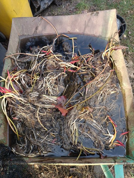 Lilie wodne / nenufary