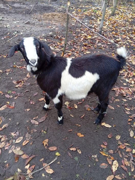 Продам все что на фото подробности по телефону.