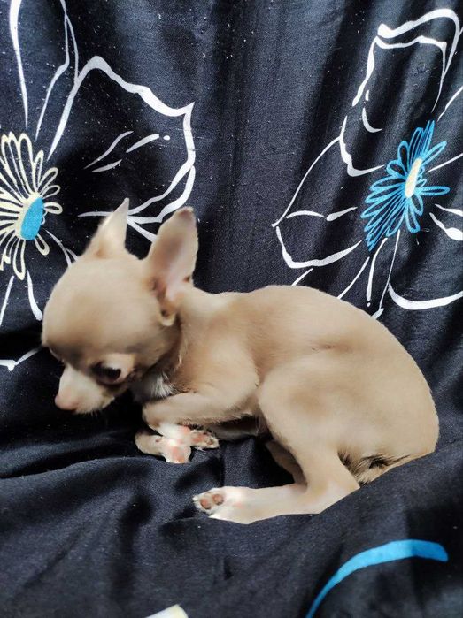 Серо-лиловый щенок чухуа. Очень маленький размер.