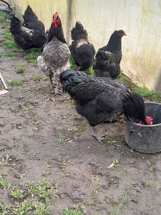 Кури Джерсінський гігант