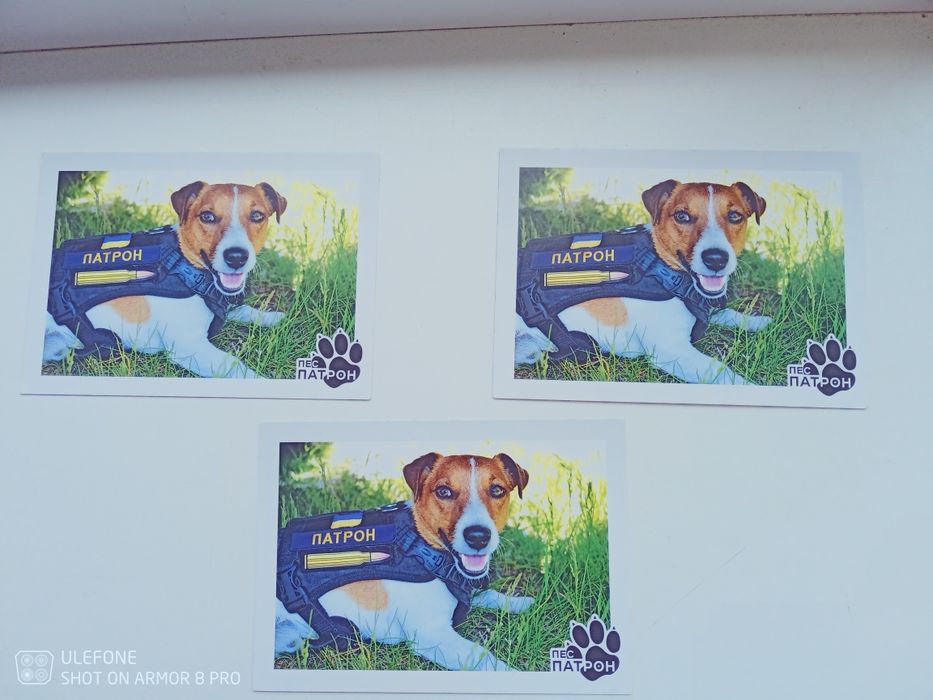 Листівка пес патрон із спецпогащенням