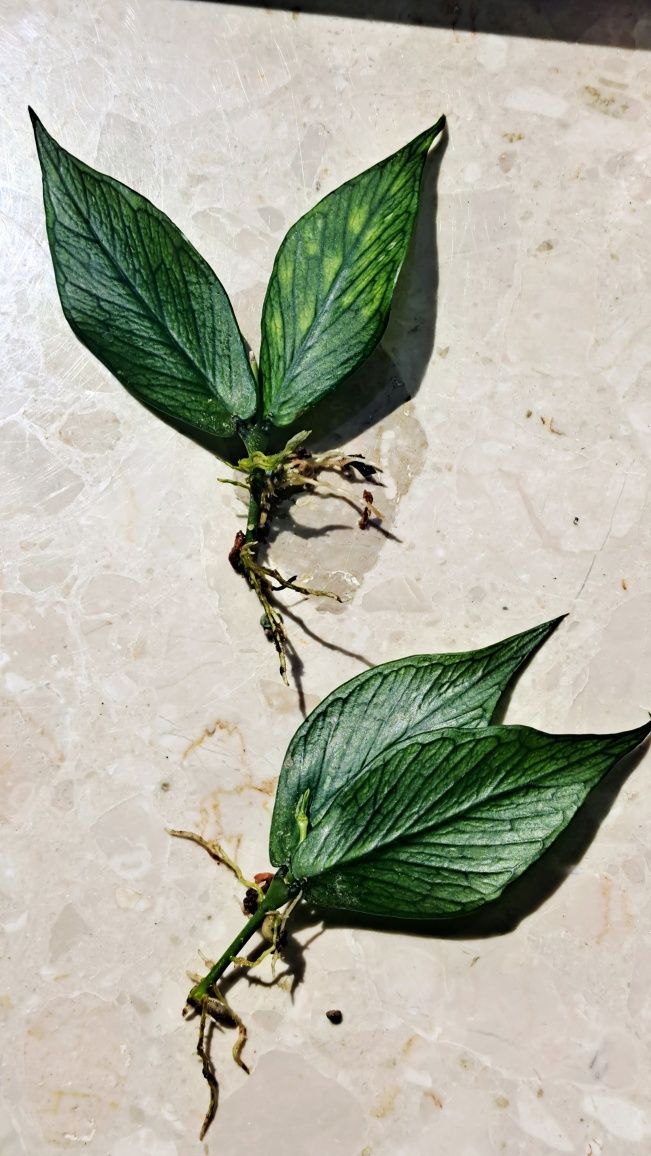 Hoja Polyneura ukorzeniona