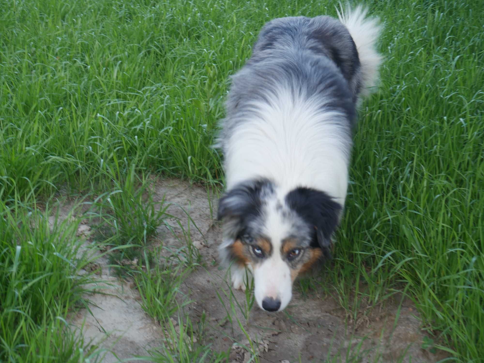 Border Collie - piesek
