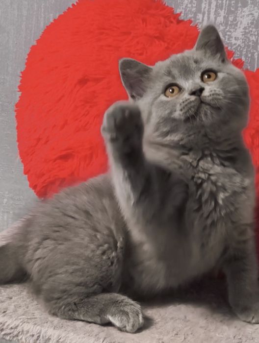 Кошенята шотландські дівчинка