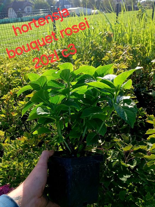 Producent hortensje ogrodowe krzewiaste pilgowane oraz pnace