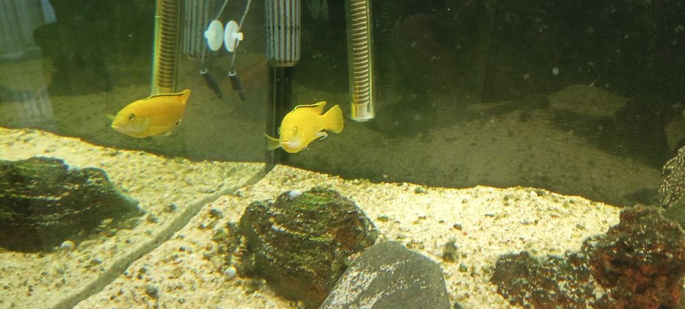 Ciclídeos Africanos Malawi - Labidochromis Caeruleus