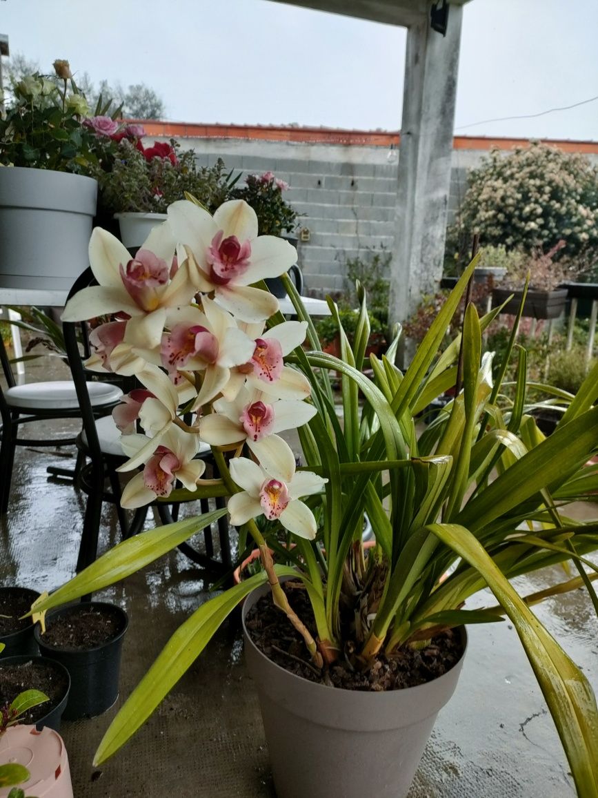 Vendo orquídeas de exterior