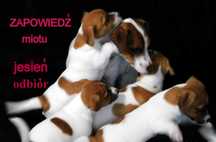 Wkrótce- Jack Russell Terrier z hodowli"BREFIO"/badania genetyczne