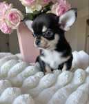 Chihuahua chłopiec