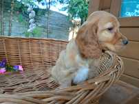 Cocker spaniel angielski Piesek