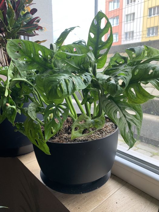 Монстера Манки  та інші росдини Акція