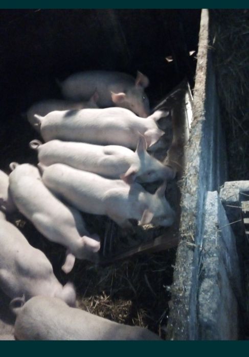 Prosięta świnie trzoda chlewna