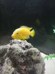 Ciclideos Labidochromis caeruleus