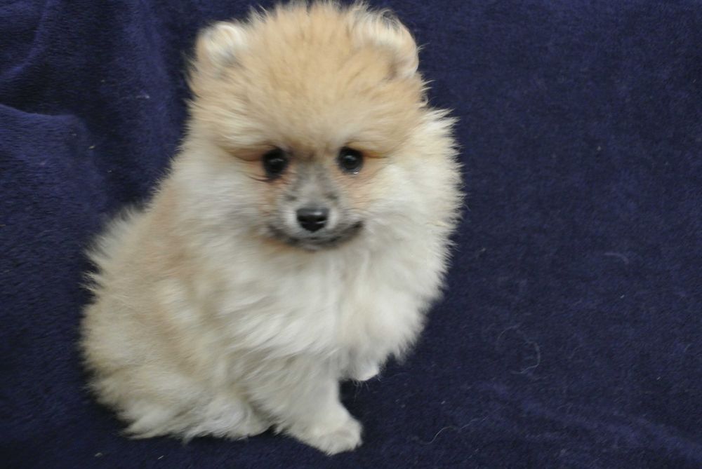 Szpic miniaturowy pomeranian