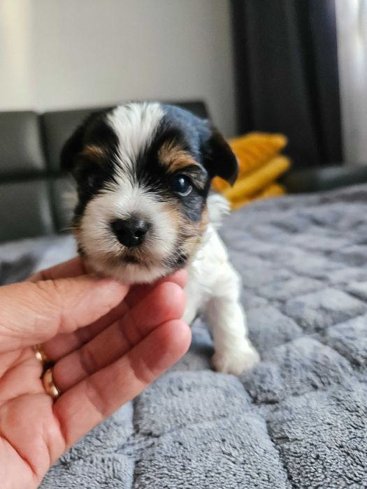 York Biewer śliczny piesek