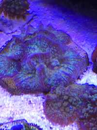 Rhodactis multicolor, koralowce, morskie