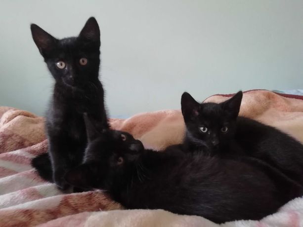 Oddam dwa czarne koty