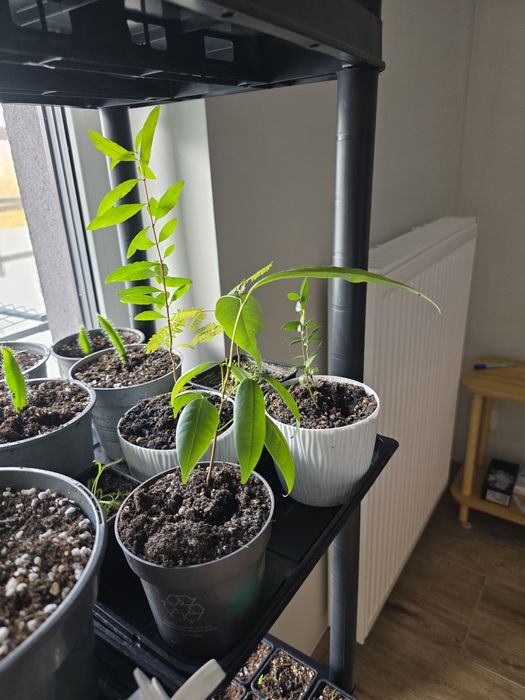 Sprzedam sadzonkę śliwki  liczy