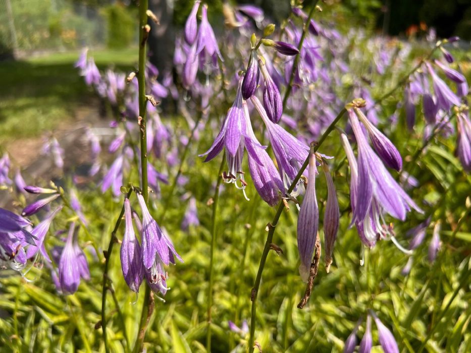Funkia Hosta 'Stiletto' Miniaturka Doniczka 2.0L