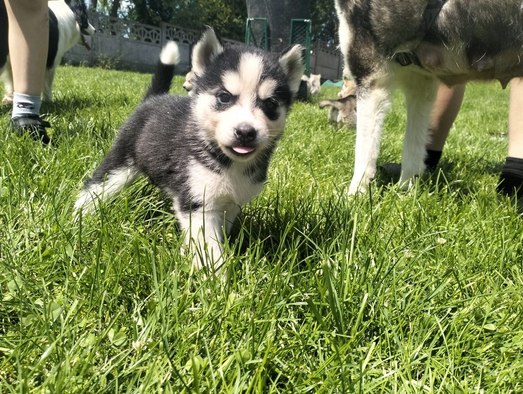 Szczeniaki rasy Husky