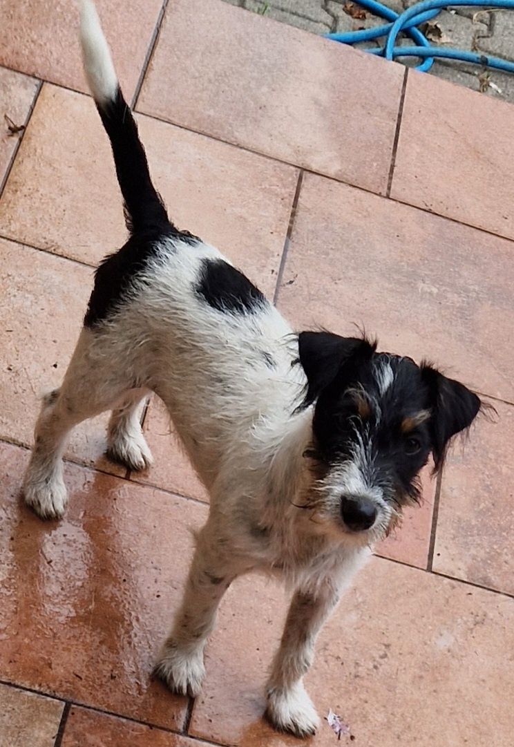 Parson Russell Terrier