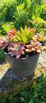 Planta suculenta