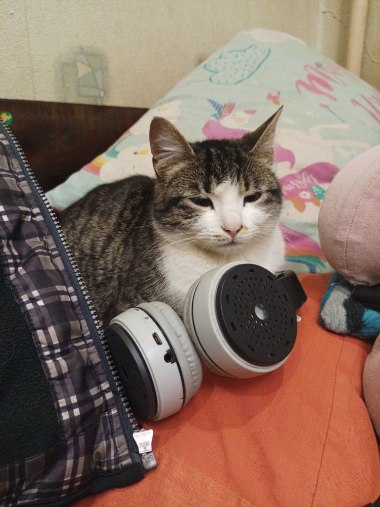Потрібна допомога котикам кормом