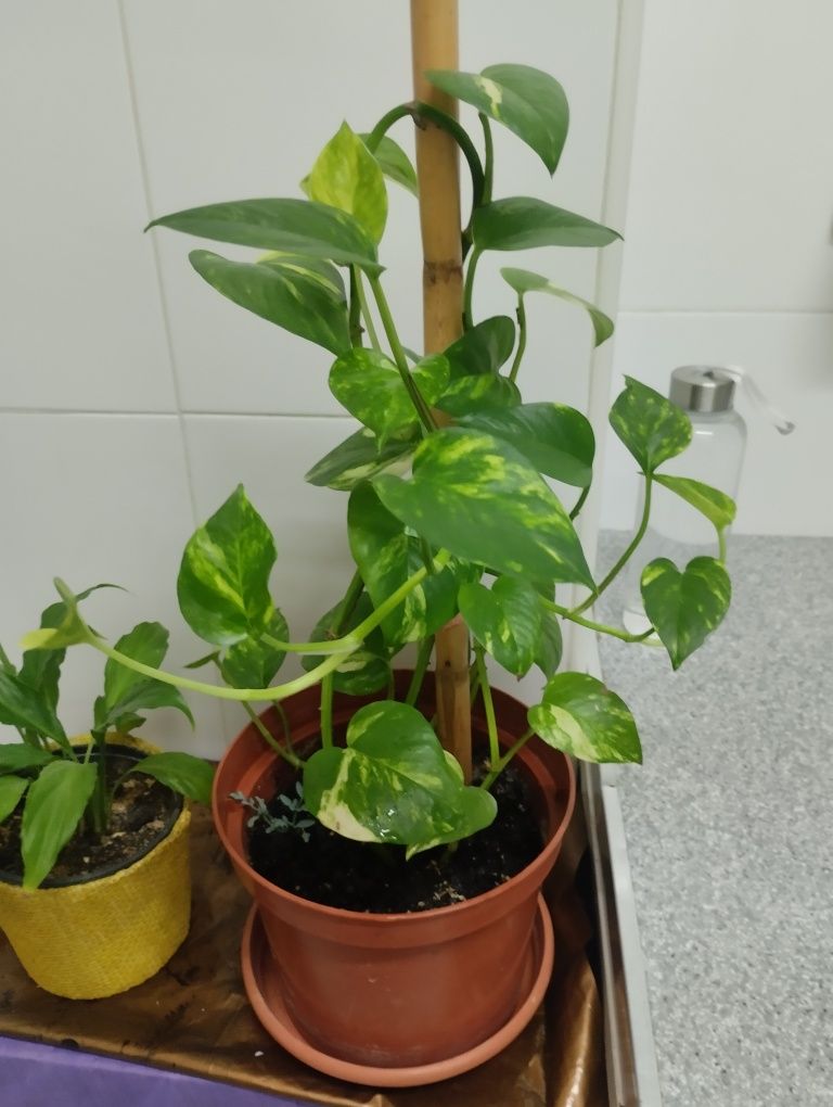 Plantas Naturais